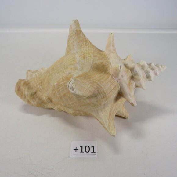 Large Real Conch Sea Shell 8.5" x 7" wide 6" tall has some chips - Picture 6 of 8